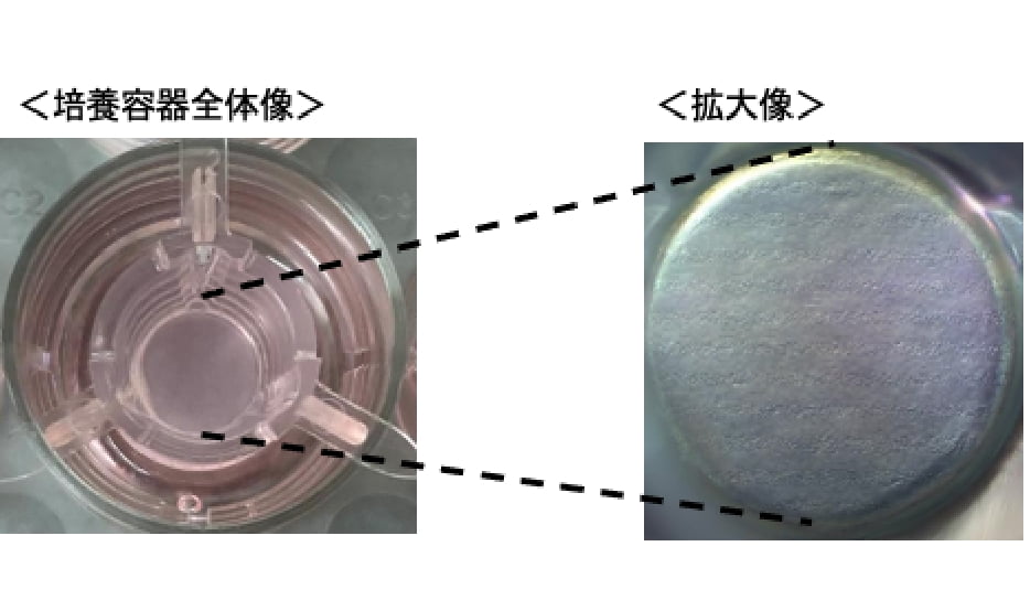 アンズ３Ｄ皮膚モデルの特徴