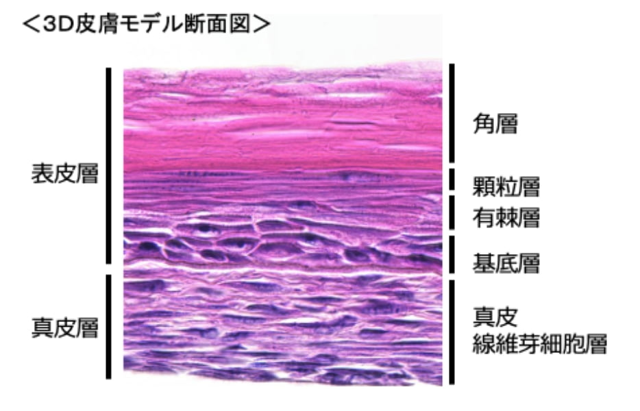 ヒト皮膚との組織構造類似性