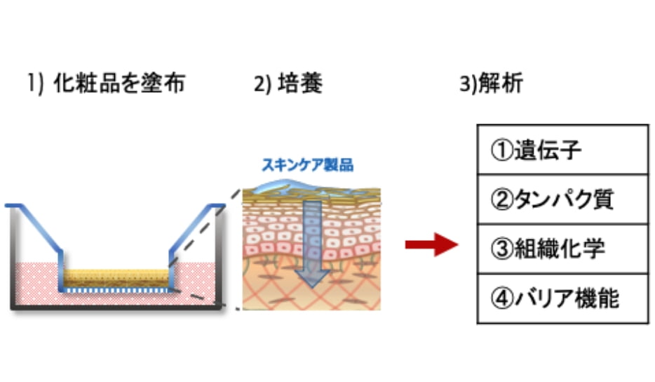 アンズ3D皮膚モデルを用いたスキンケア製品の実効性評価